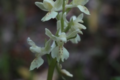 Orchis provincialis