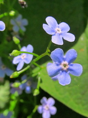Brunnera sibirica