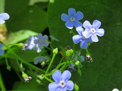 Brunnera sibirica