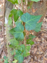 Hedera helix image