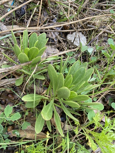 Maltese rock-centaury (Cheirolophus crassifolius)