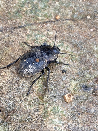Alphasida grossa