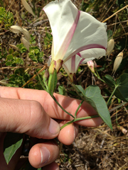 Calystegia occidentalis