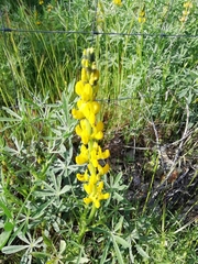 Lupinus luteus