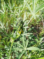 Lupinus luteus