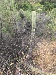 Trichocereeae