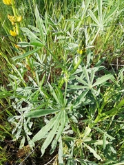 Lupinus luteus