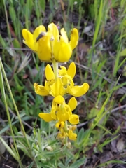 Lupinus luteus