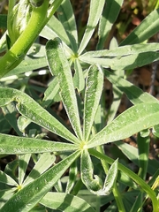 Lupinus luteus