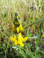 Lupinus luteus
