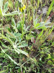 Lupinus luteus
