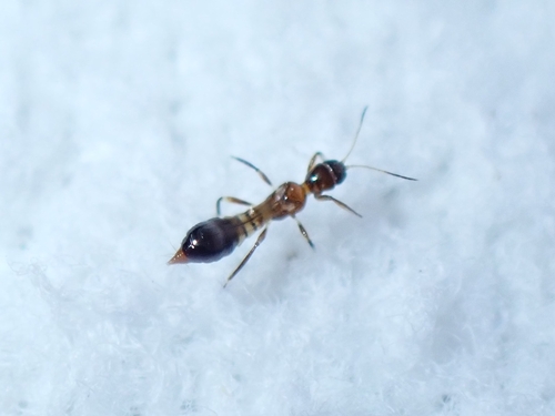 Franklinothrips megalops