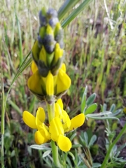Lupinus luteus