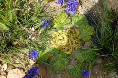 Arctopus monacanthus