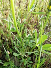 Lupinus luteus