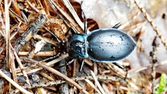 Carabus glabratus