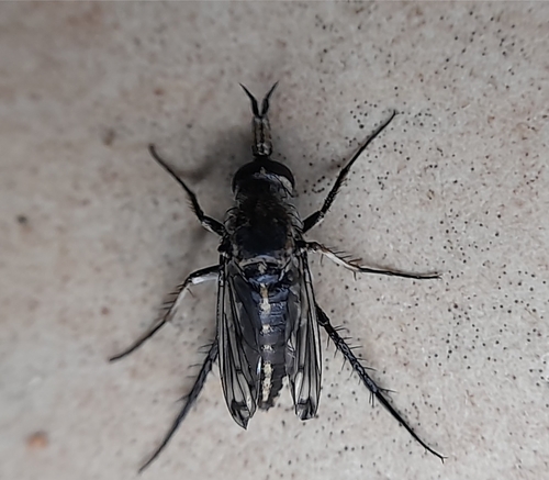 Toxophora leucon