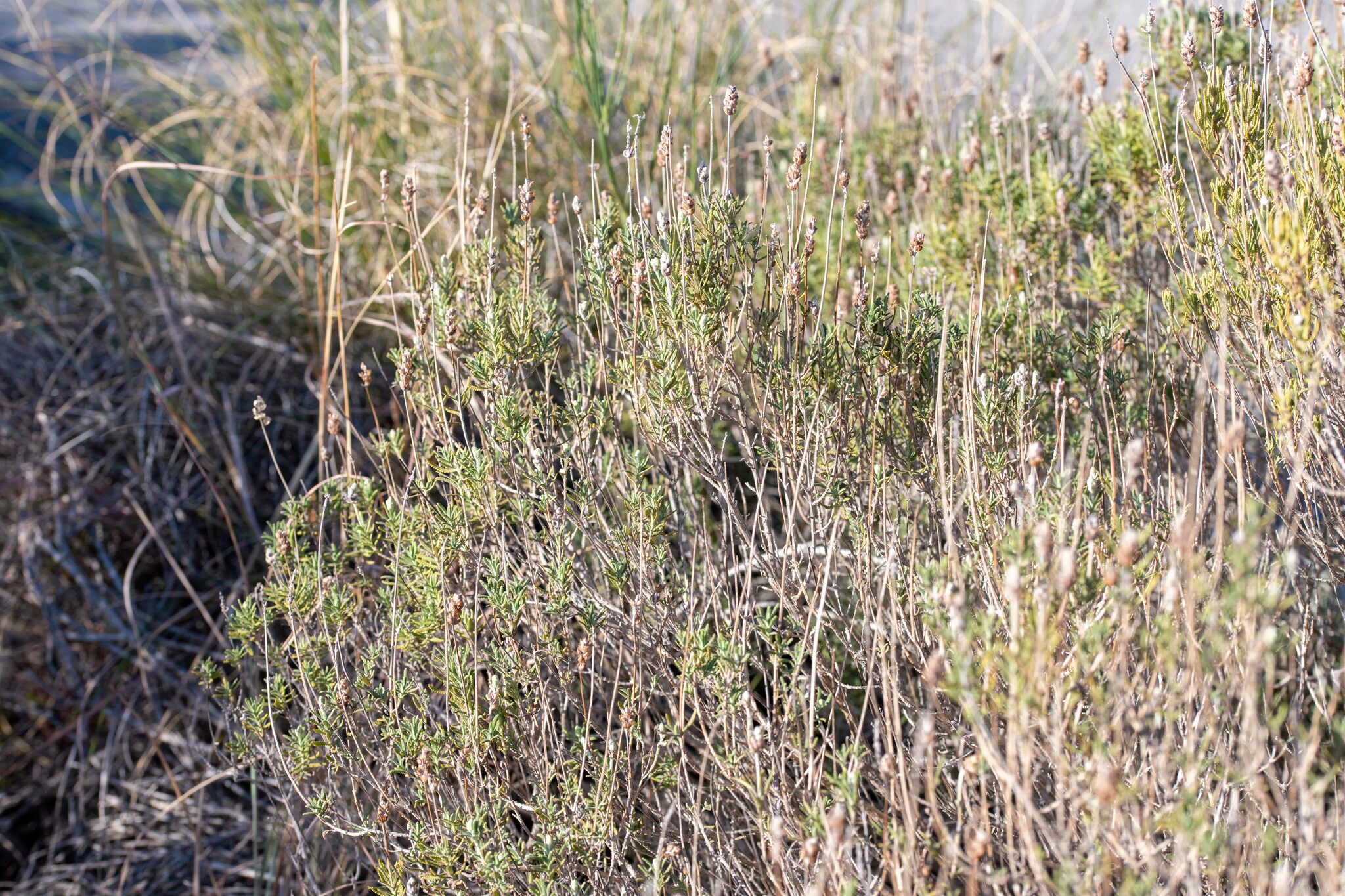 Imagem de Lavanda