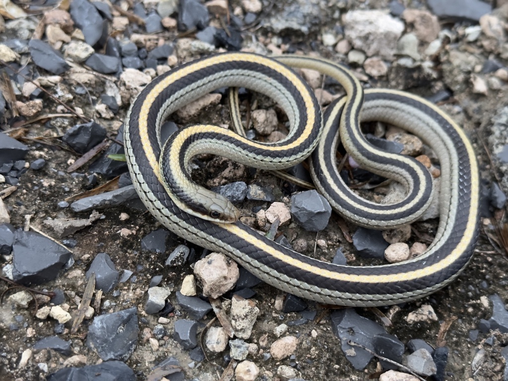 Texas Patch-nosed Snake from Rio Grande City, TX, US on January 24 ...