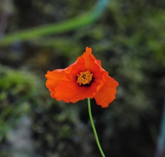 Papaver heterophyllum