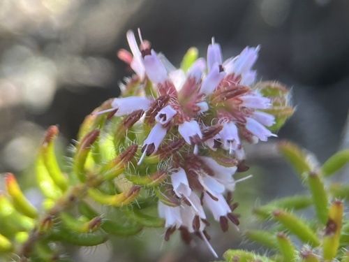 Image of Erica glabella by (c) Charleen Brunke, some rights reserved (CC BY)