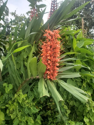 Foto de Gengibre-vermelho