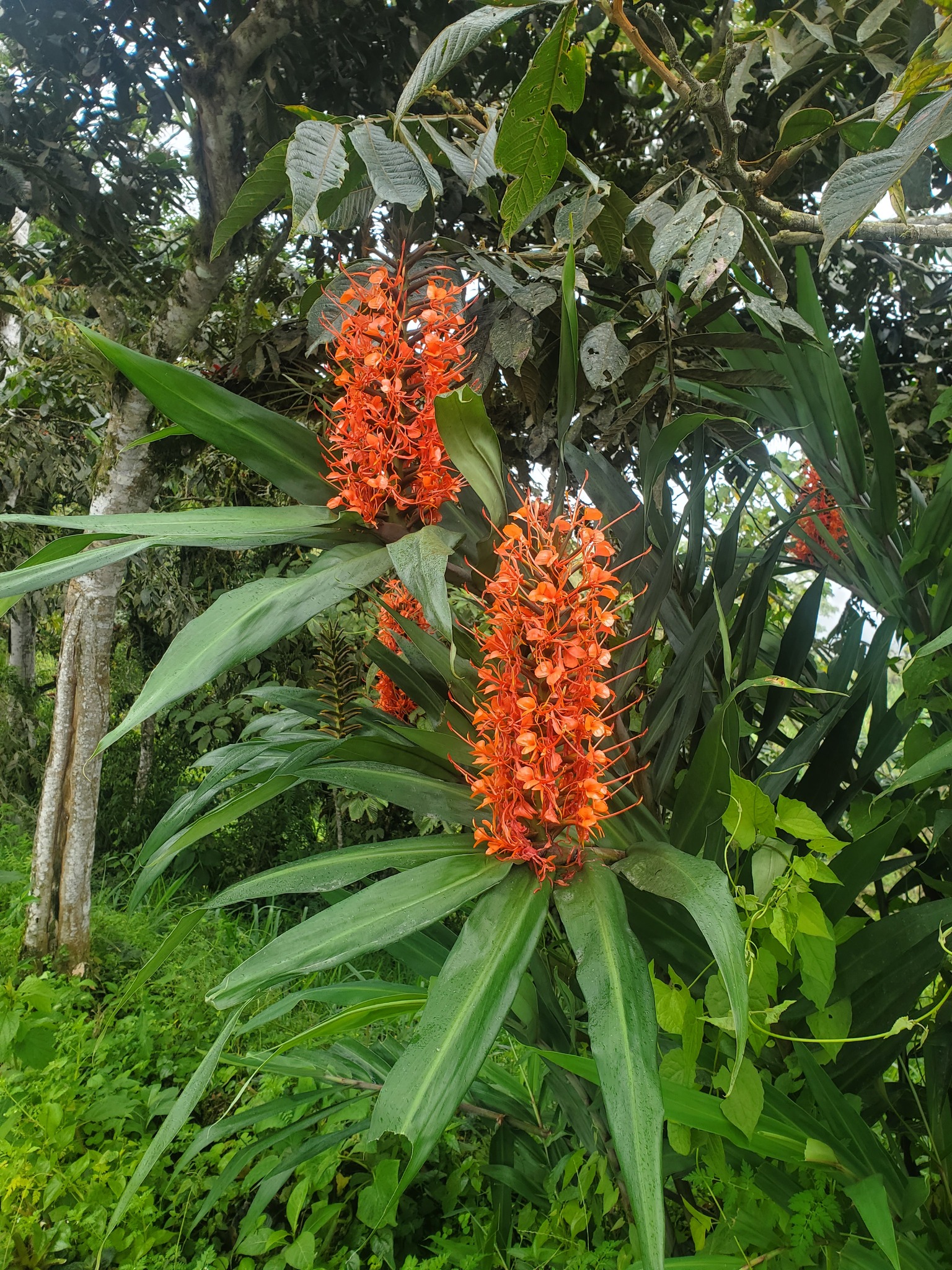Imagem de Gengibre-vermelho