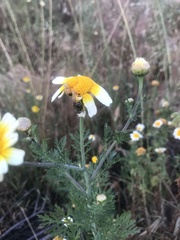 Palpada mexicana