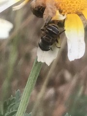 Palpada mexicana