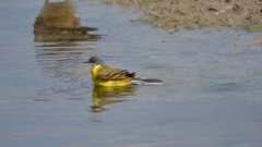 Motacilla flava cinereocapilla