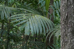 (c) Dinesh Valke, some rights reserved (CC BY-SA) Pinanga dicksonii, photograph (c) Dinesh Valke, some rights reserved (CC BY-SA)