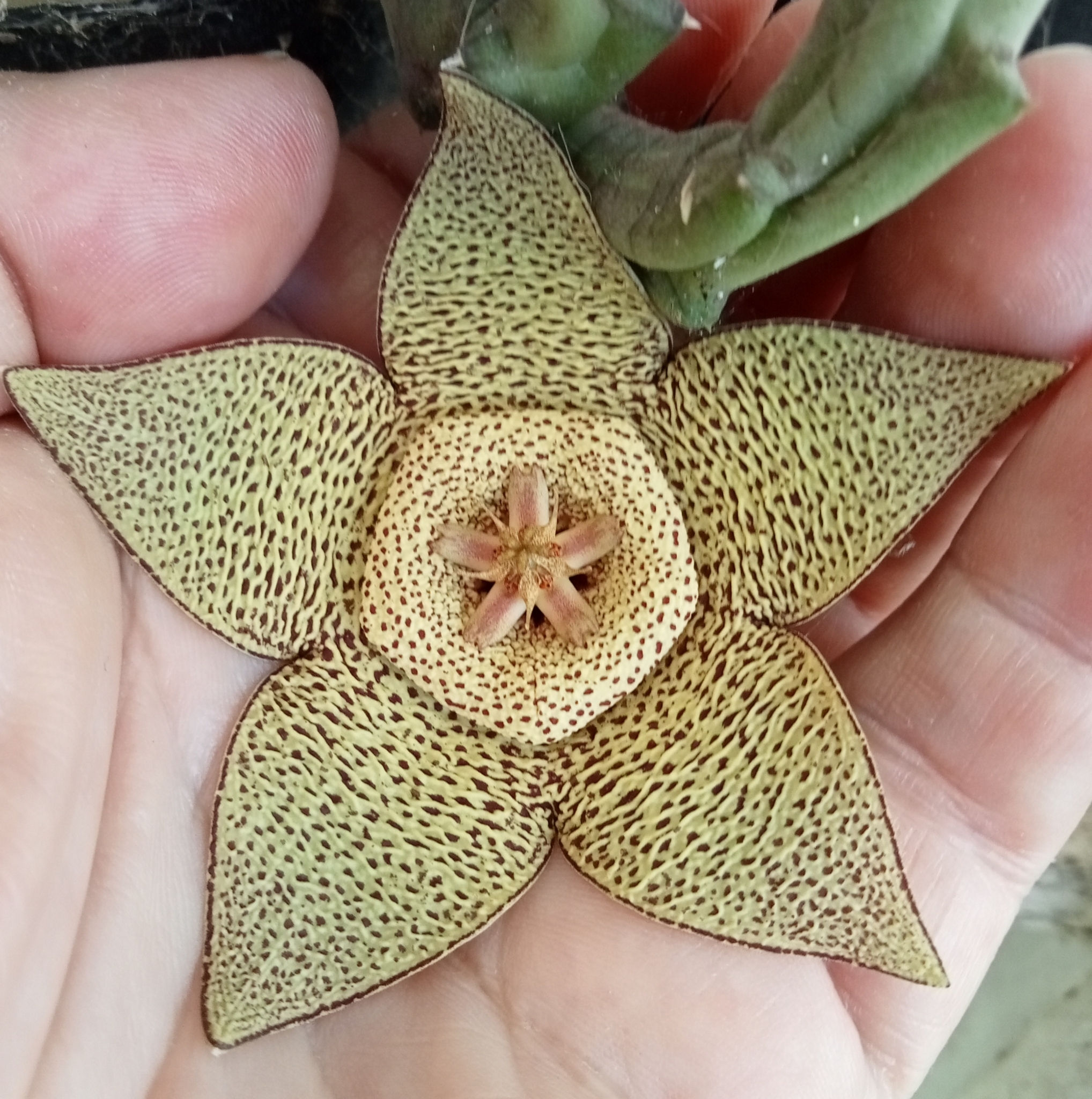 Imagem de Cacto estrela