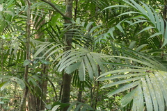 Pinanga dicksonii, photograph (c) Dinesh Valke, some rights reserved (CC BY-SA)