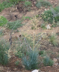Anginon swellendamense