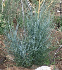 Anginon swellendamense