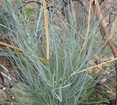 Anginon swellendamense