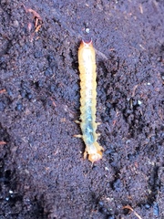 Dendroides canadensis
