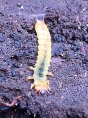 Dendroides canadensis