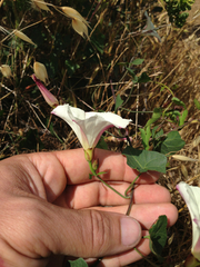 Calystegia occidentalis