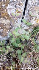 Lonicera hispidula