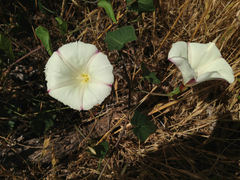 Calystegia occidentalis
