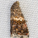 Luxurious Tripudia Moth - Photo (c) Greg Lasley, some rights reserved (CC BY-NC), uploaded by Greg Lasley