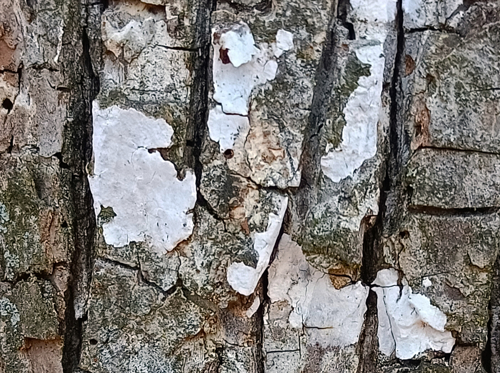 Dendrothele acerina from Parco di Monza (MB), Italia on January 23 ...