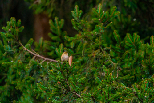 Common Chaffinch