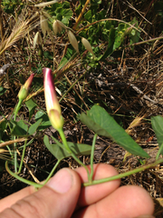 Calystegia occidentalis