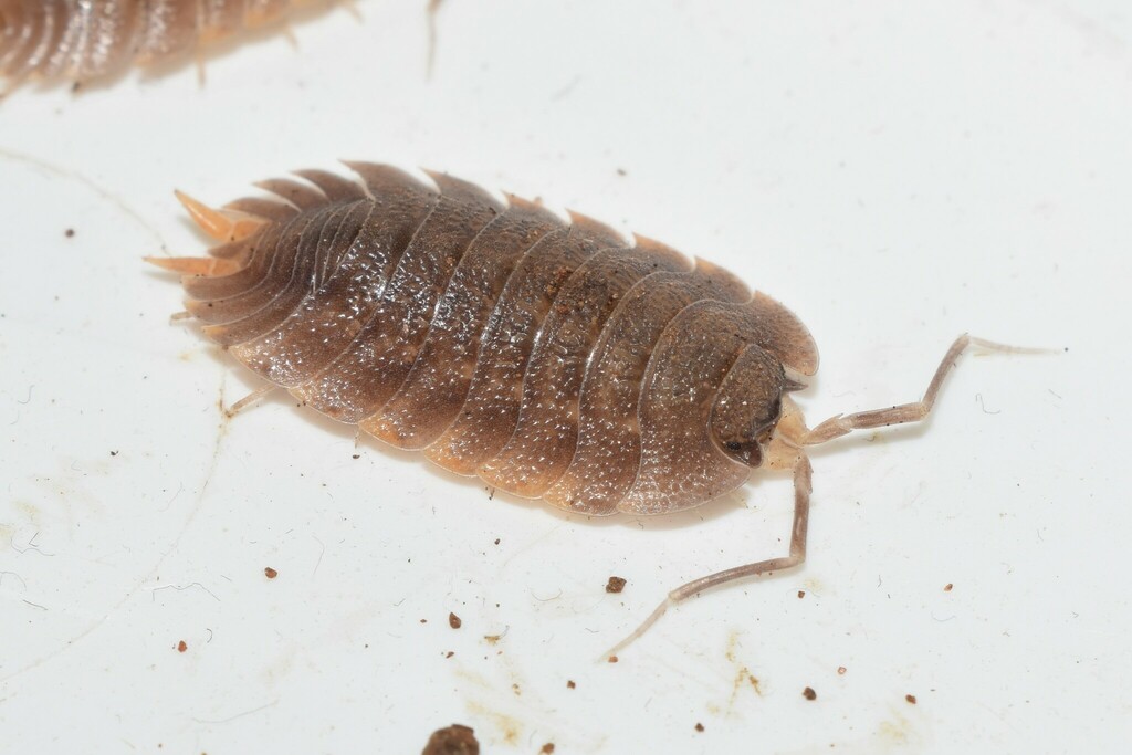 Scaly Woodlouse