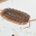 Scaly Woodlouse - Photo (c) Σάββας Ζαφειρίου (Savvas Zafeiriou), some rights reserved (CC BY-NC), uploaded by Σάββας Ζαφειρίου (Savvas Zafeiriou)