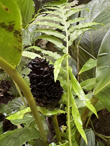 Goeppertia monophylla (Goeppertia monophylla)