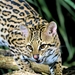 Ocelot - Photo (c) Aardwolf6886, some rights reserved (CC BY-ND)