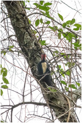 Campephilus leucopogon